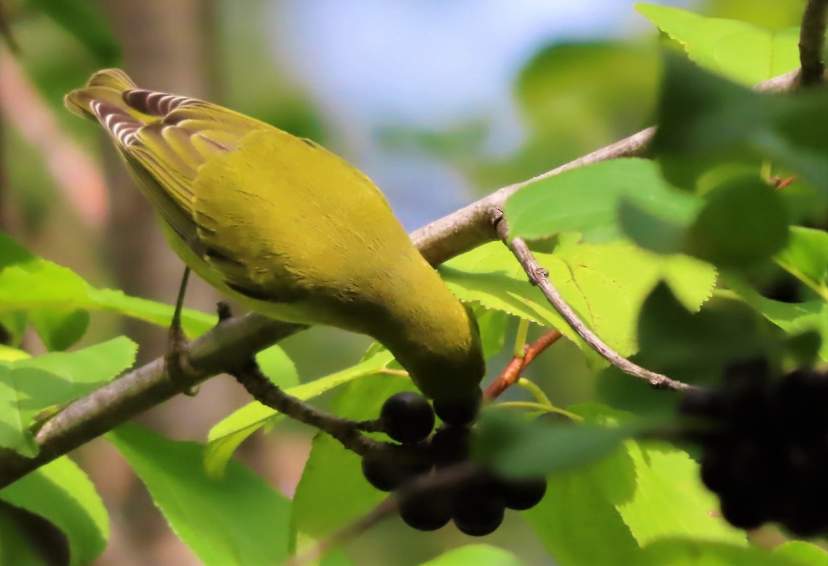 Tennessee Warbler - ML481737371