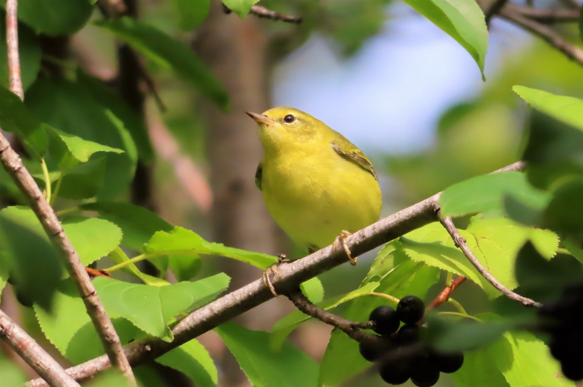 Tennessee Warbler - ML481737391