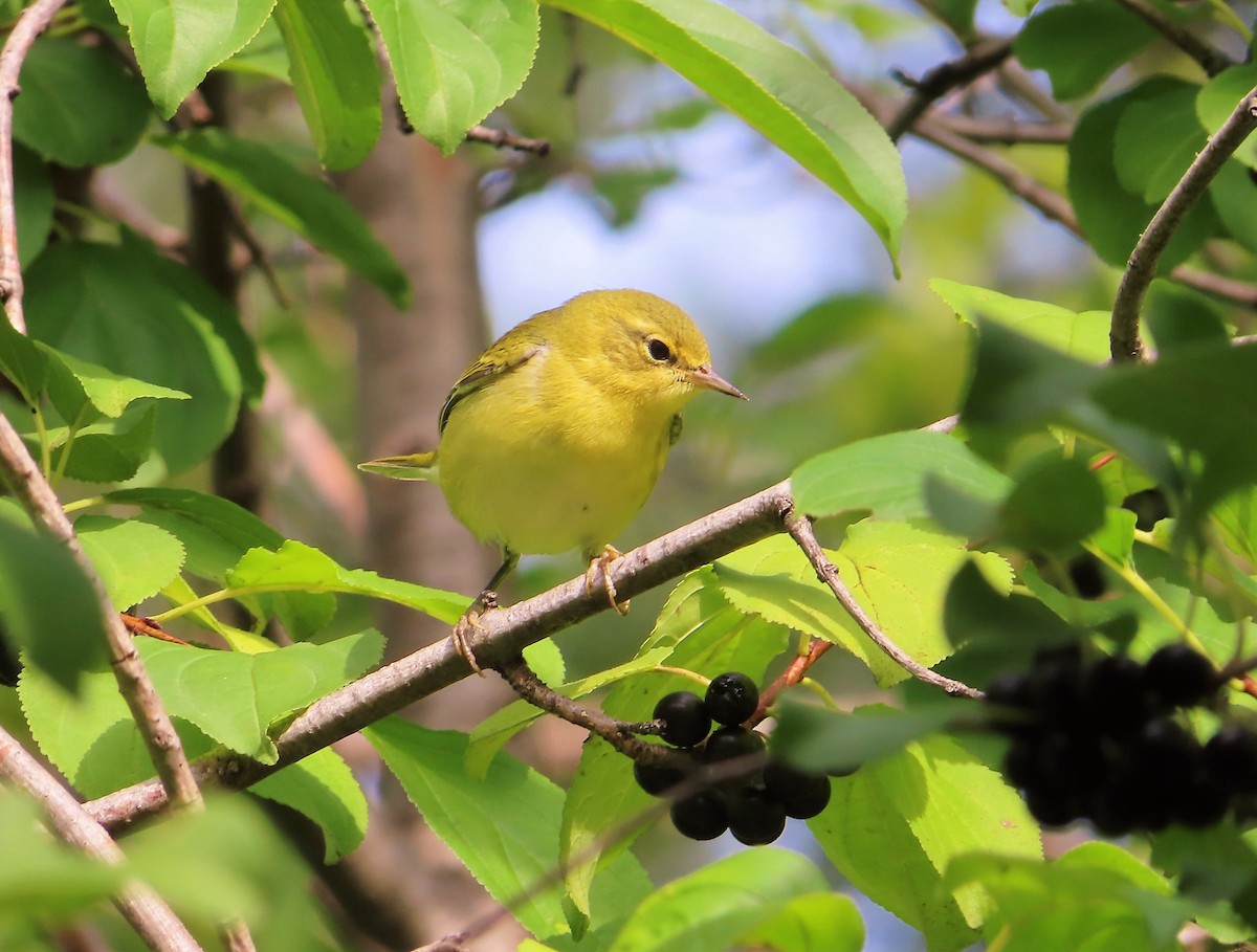 Tennessee Warbler - ML481737431