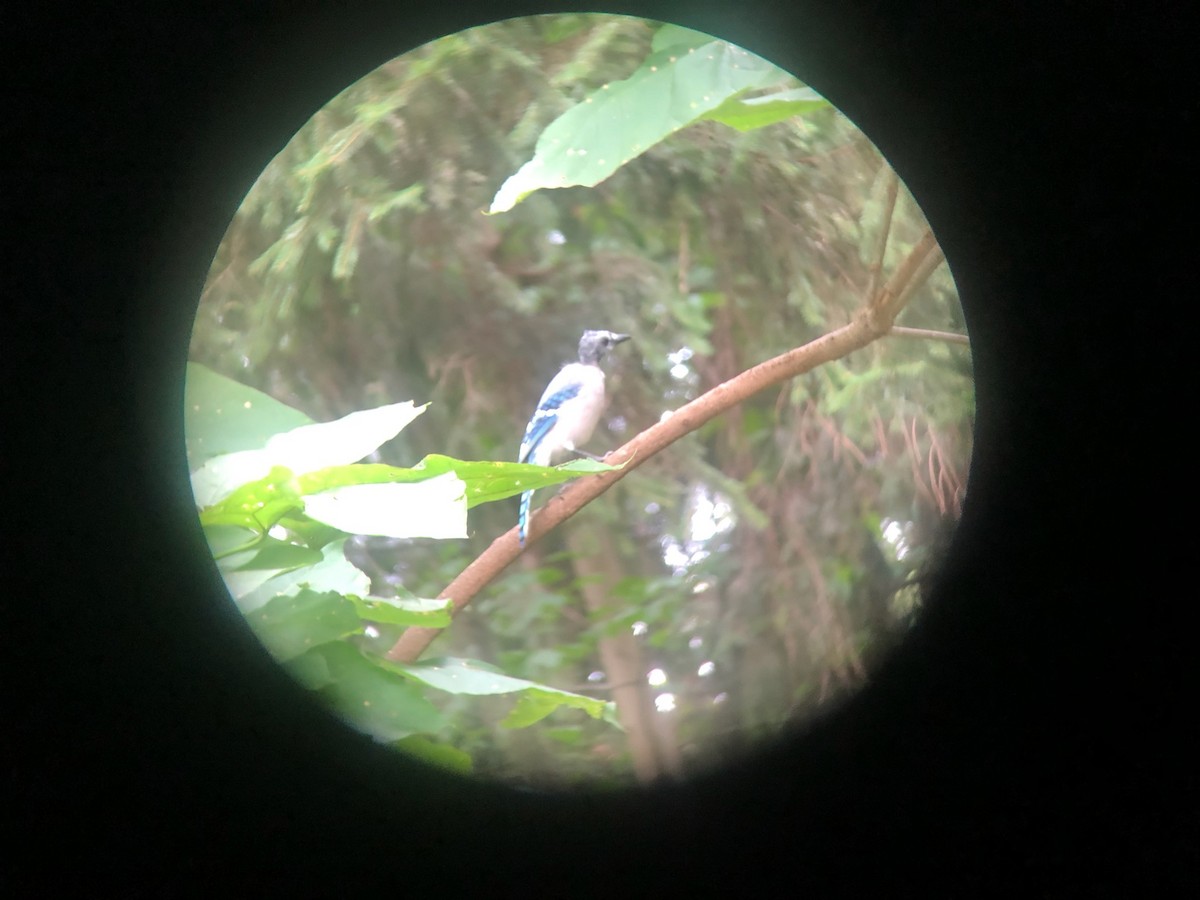 Blue Jay - ML481737651