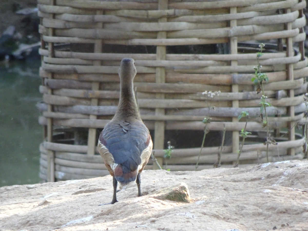 Модны анхир - ML481738001