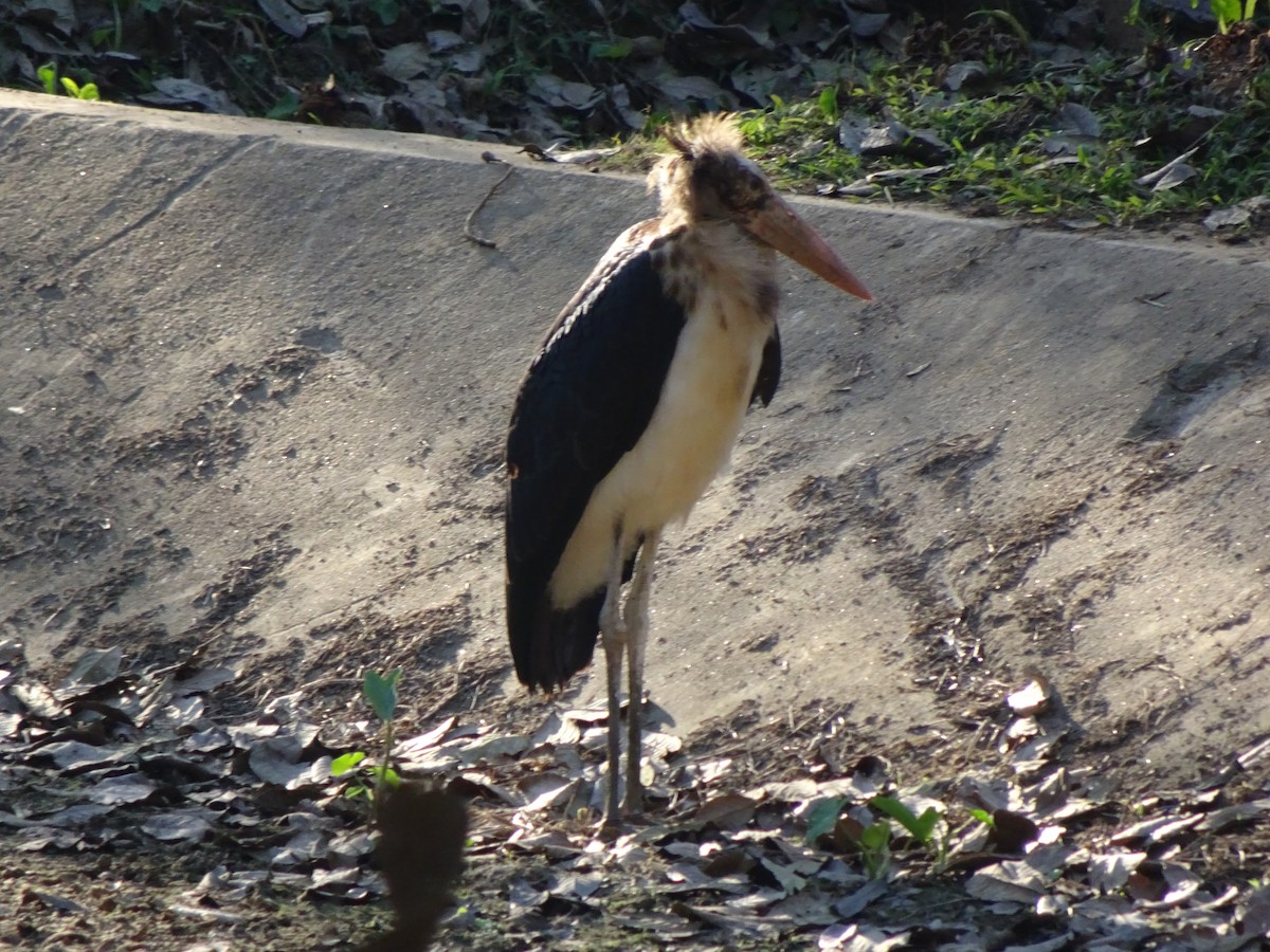 Greater Adjutant - ML481738071