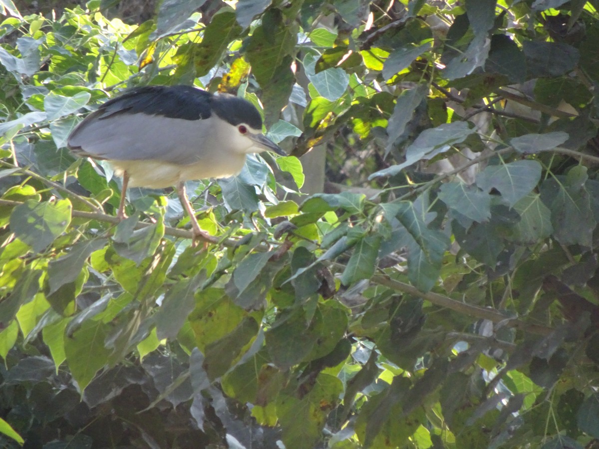 Ногоовор зашин - ML481738211