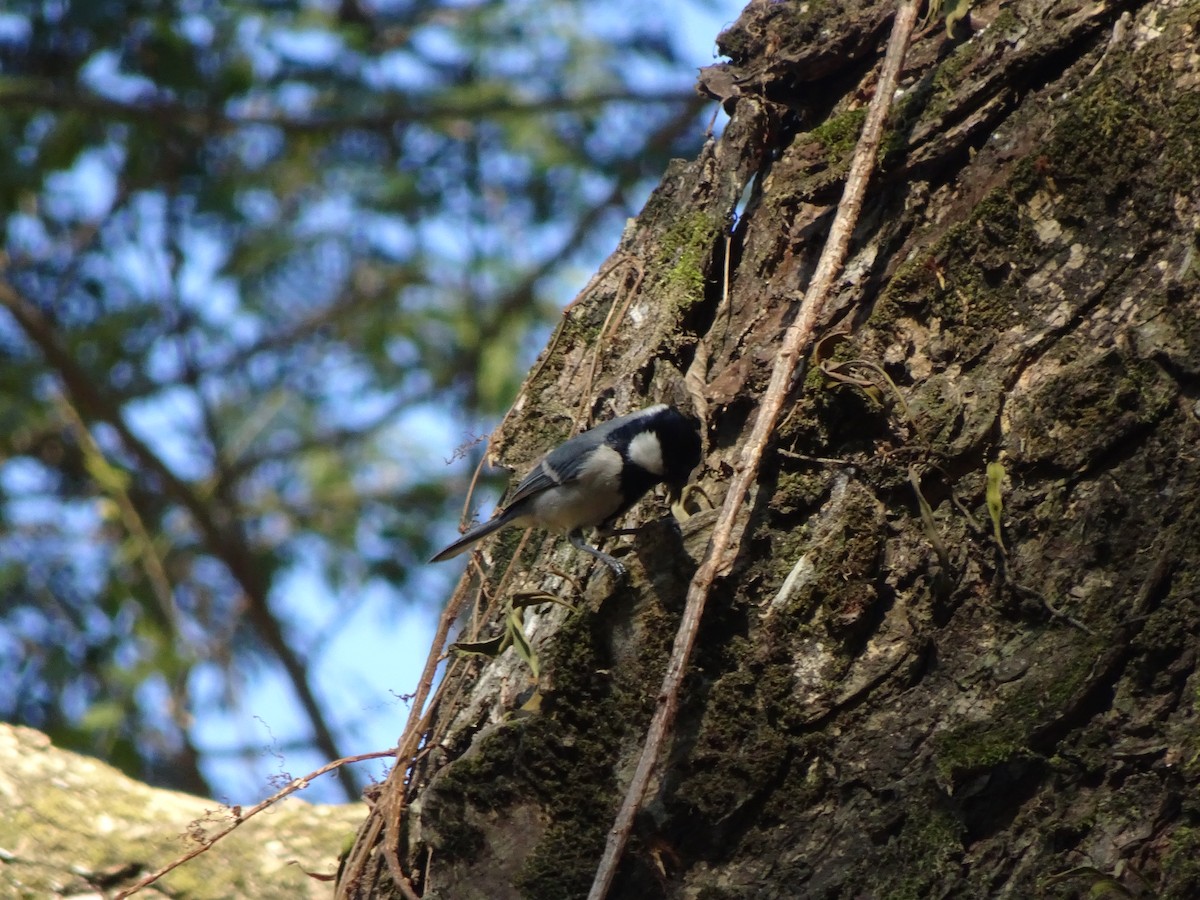 Asian Tit (Cinereous) - ML481738951
