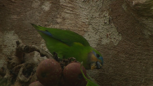 Double-eyed Fig-Parrot (Double-eyed) - ML481739