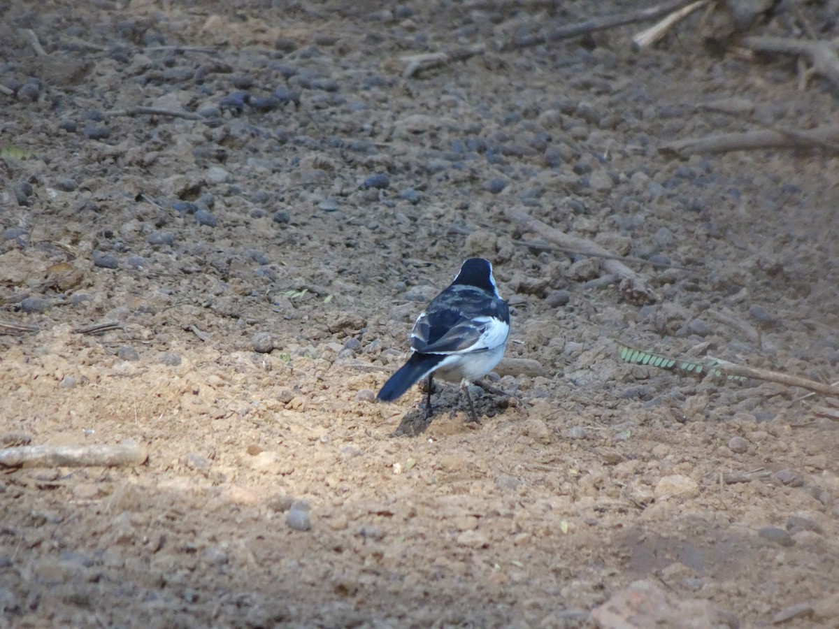 Хөх цэгцгий - ML481739051