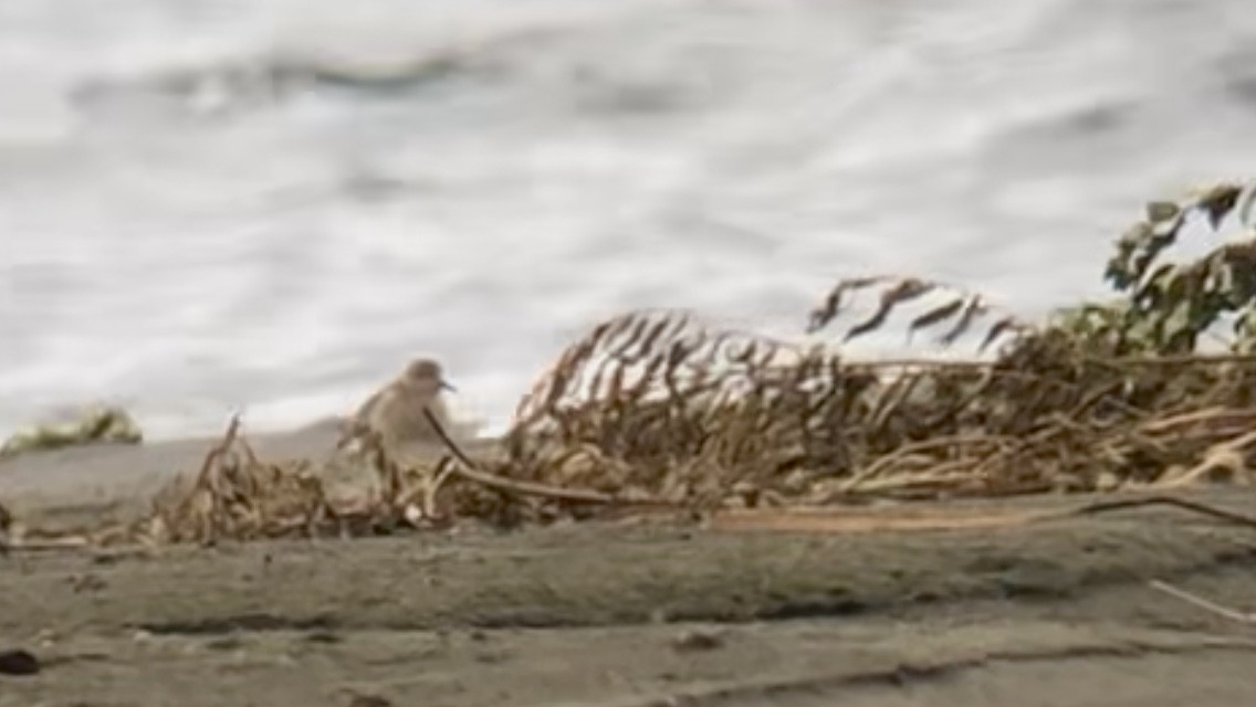 Buff-breasted Sandpiper - ML481739691