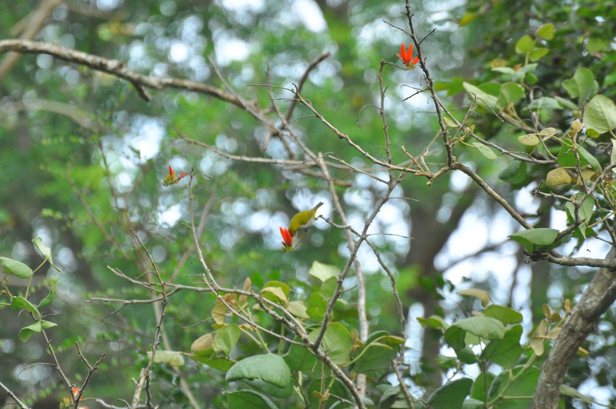 Indian White-eye - Gourav Sonawane