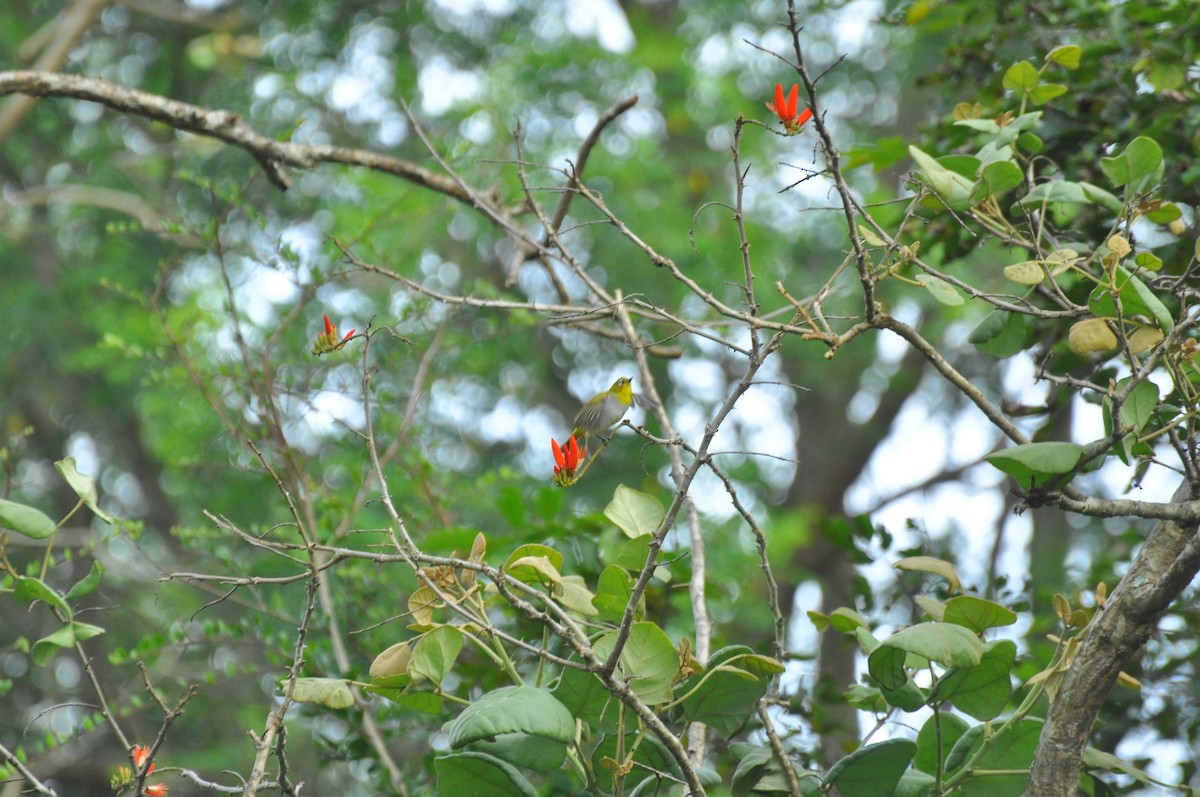 Indian White-eye - Gourav Sonawane