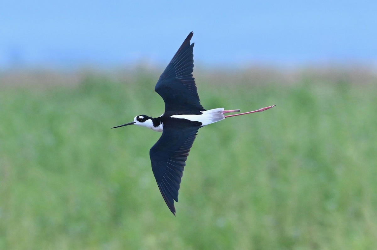 Black-necked Stilt - ML481740691