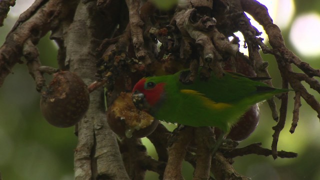 Double-eyed Fig-Parrot (Double-eyed) - ML481741