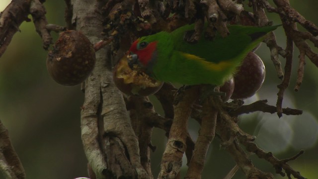 Double-eyed Fig-Parrot (Double-eyed) - ML481742