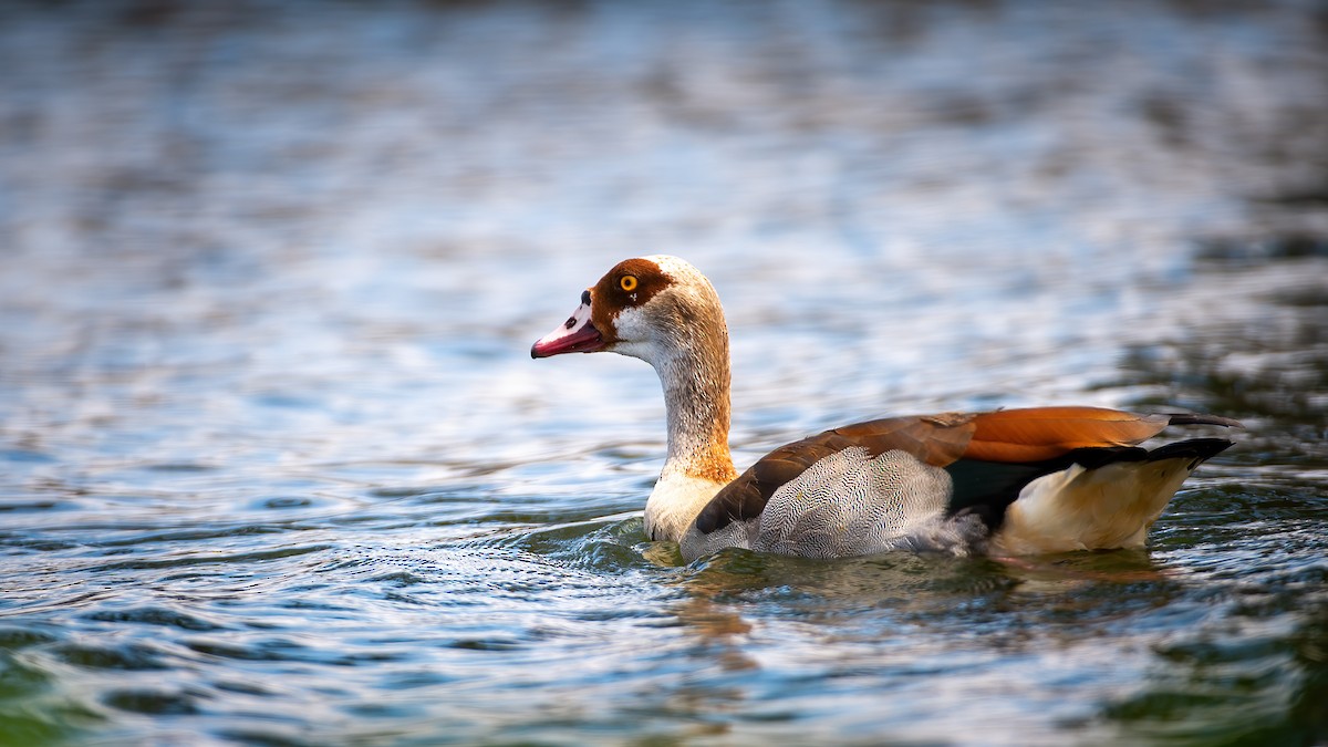 Egyptian Goose - Raghavendra Mukundarao