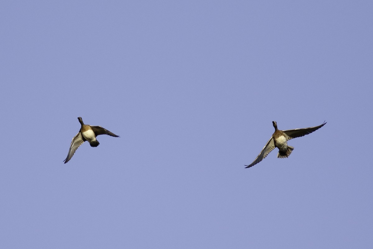 American Wigeon - ML481742241