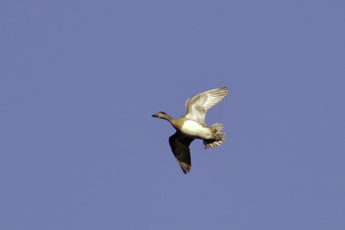 American Wigeon - ML481742251