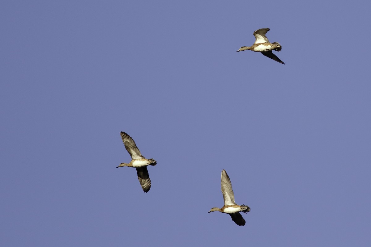 American Wigeon - ML481742261