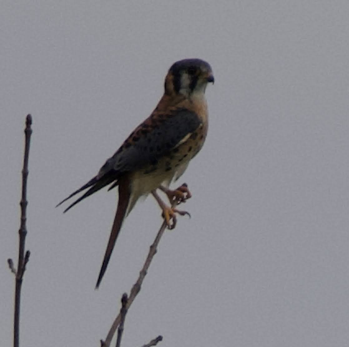 American Kestrel - ML481742531