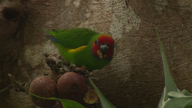 Double-eyed Fig-Parrot (Double-eyed) - ML481744