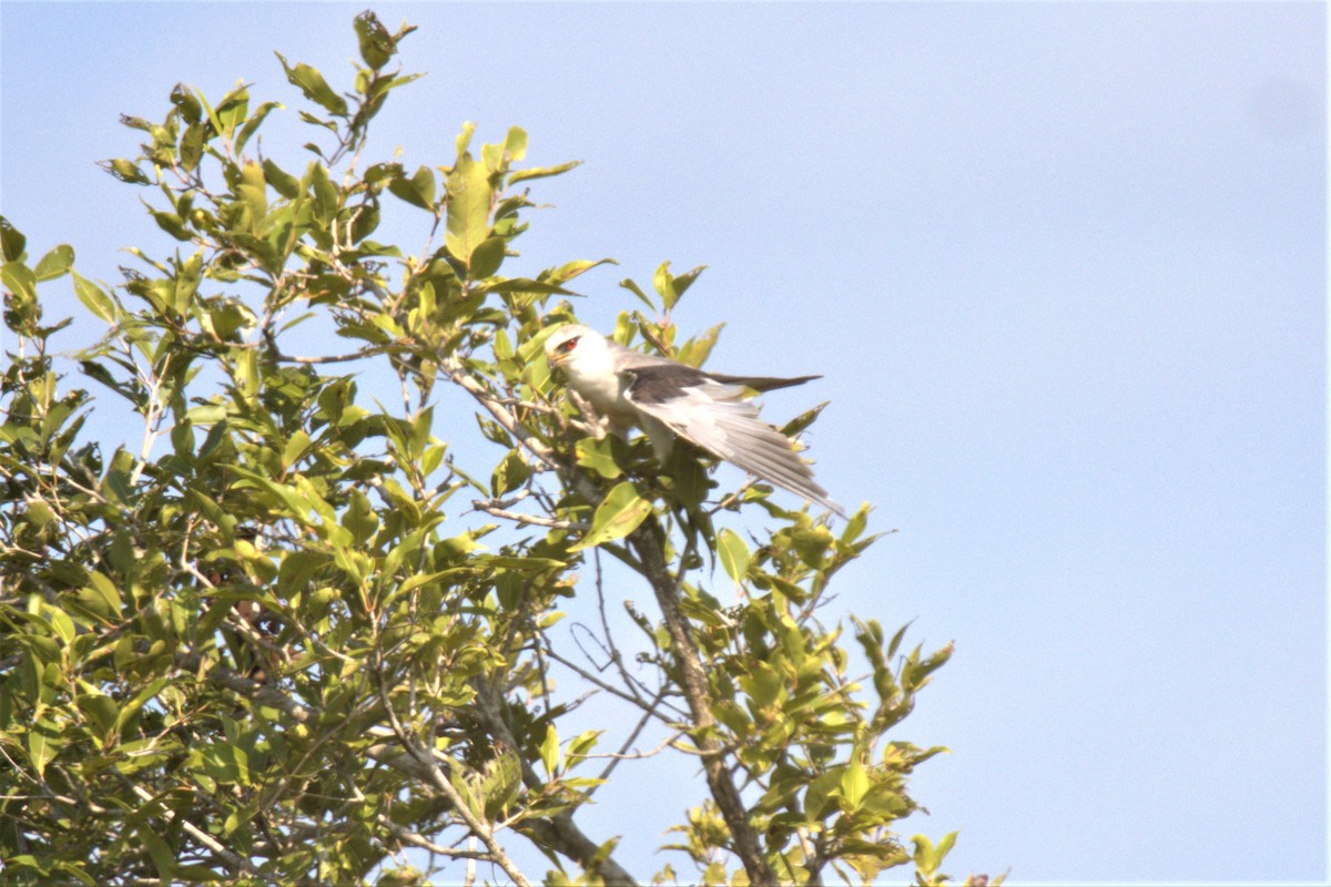 Black-winged Kite - ML481744661