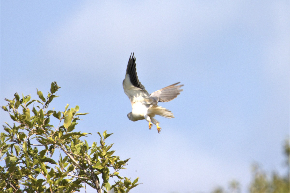 Black-winged Kite - Ajay Sarvagnam