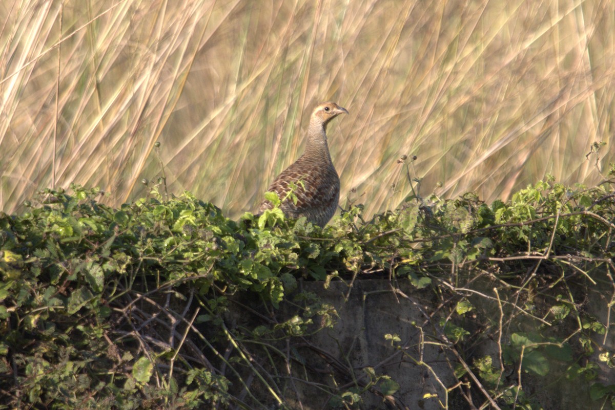 Gray Francolin - ML481744761