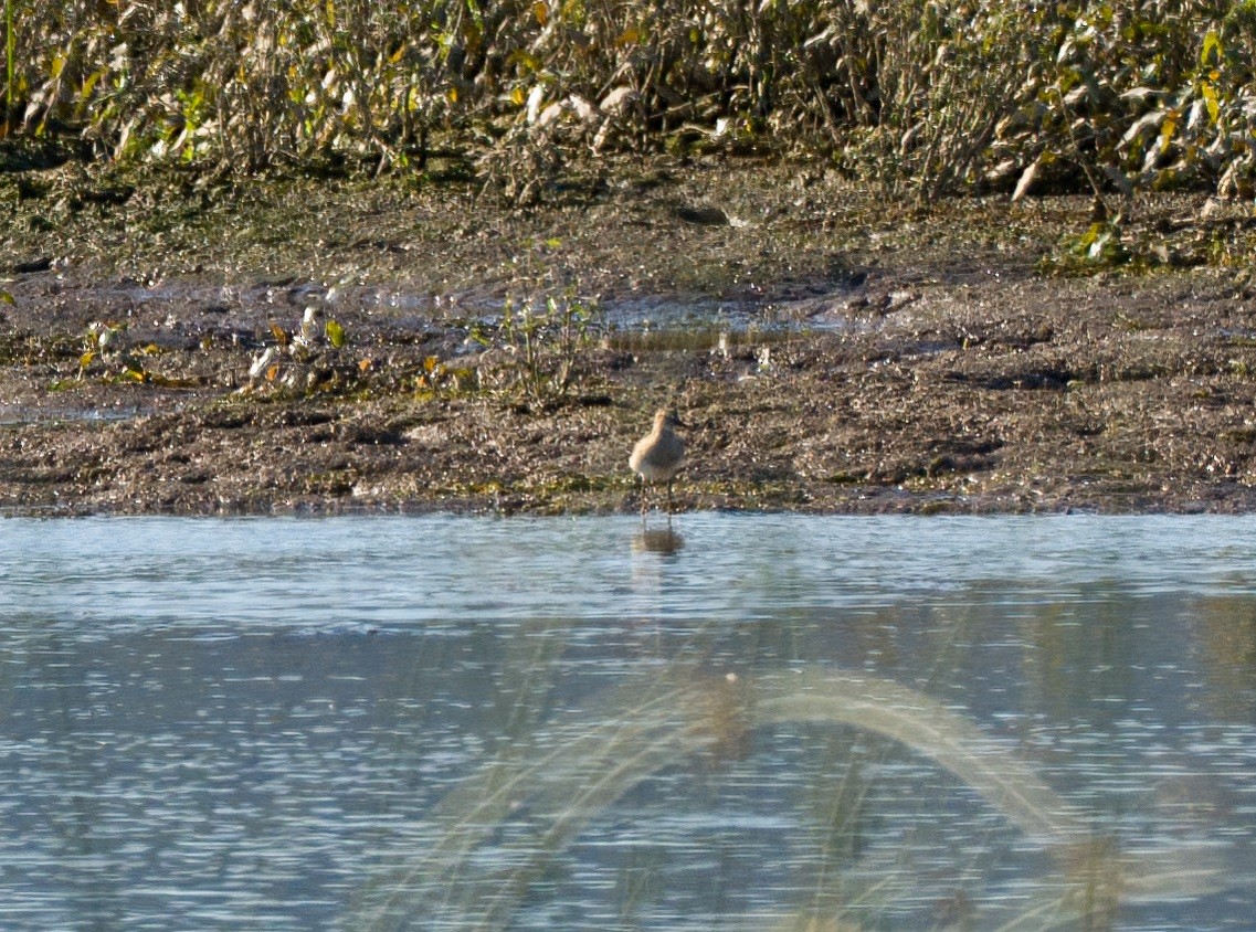 Pectoral Sandpiper - ML481744961