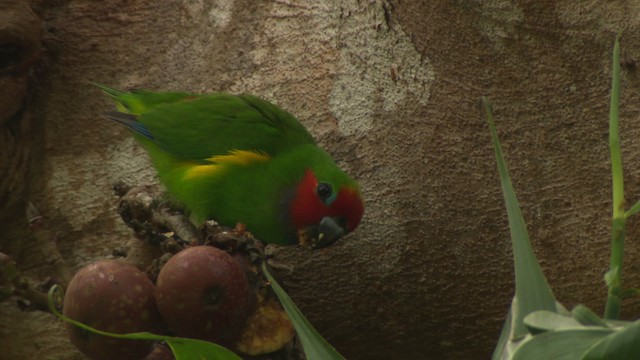 Double-eyed Fig-Parrot (Double-eyed) - ML481745