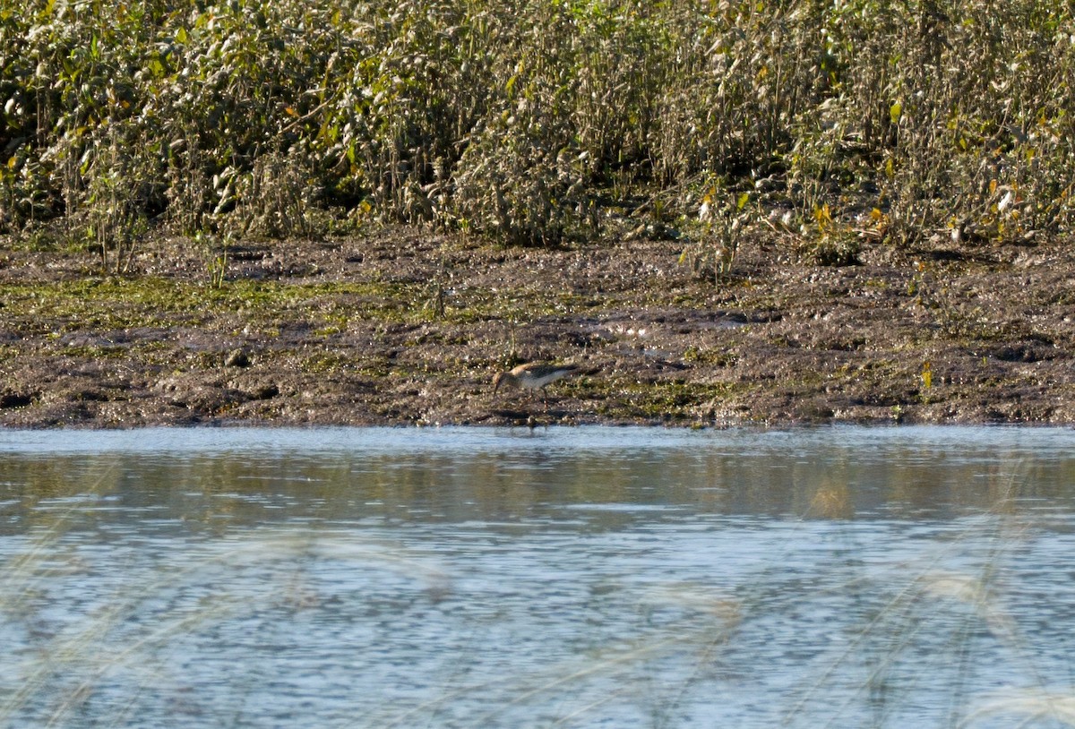 Pectoral Sandpiper - ML481745021