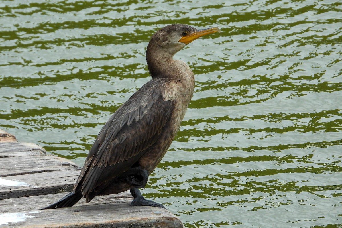 Neotropic Cormorant - Daniel Engelbrecht - Birding Ecotours