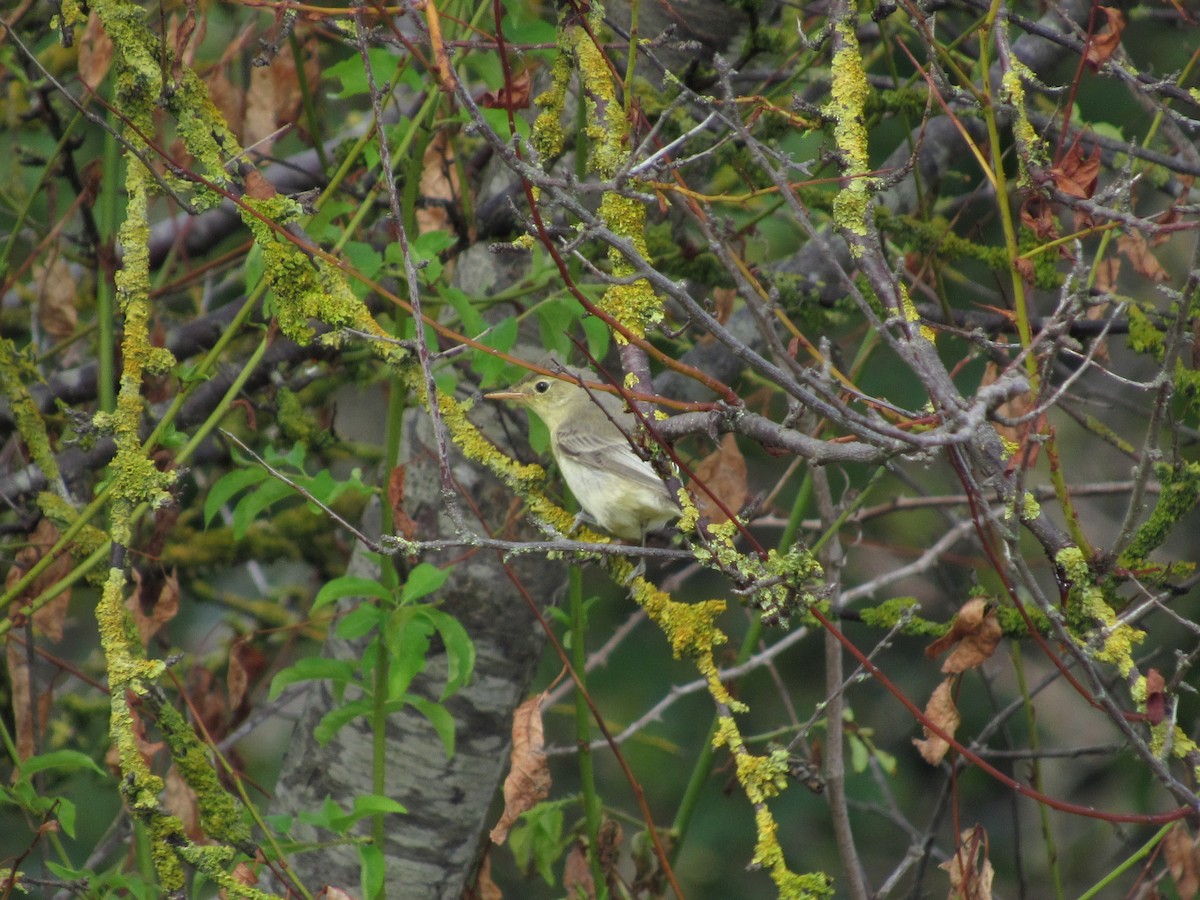 Icterine Warbler - ML481746821