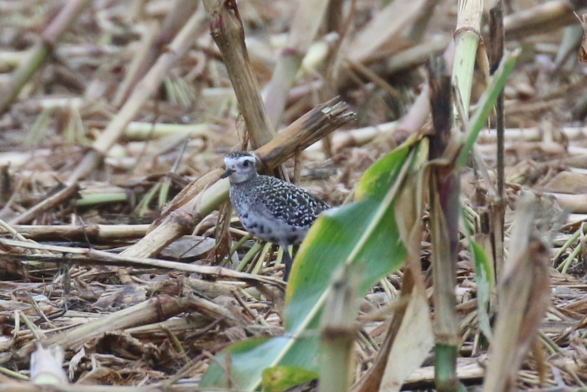 American Golden-Plover - ML481747431