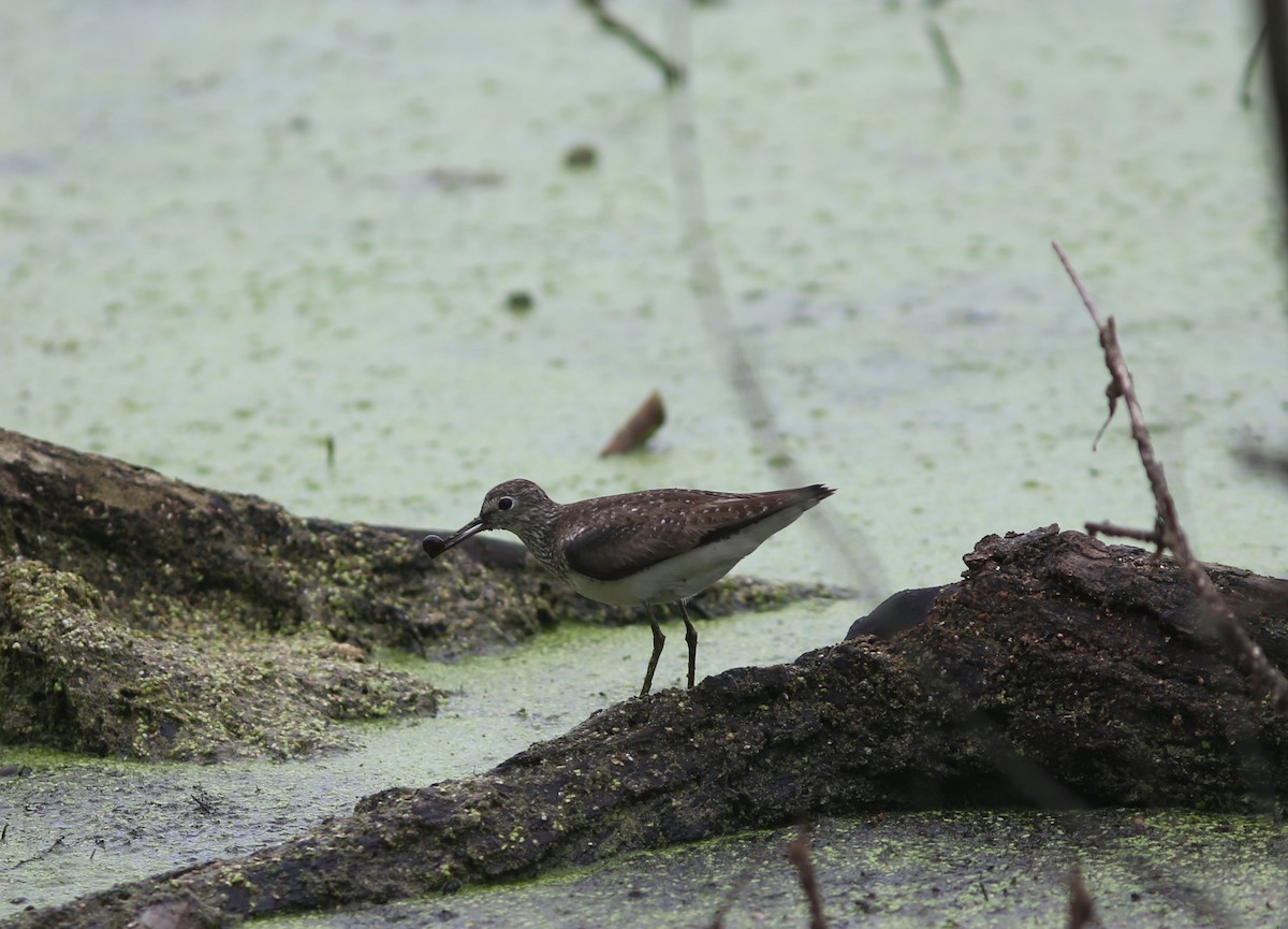 Solitary Sandpiper - ML481747621