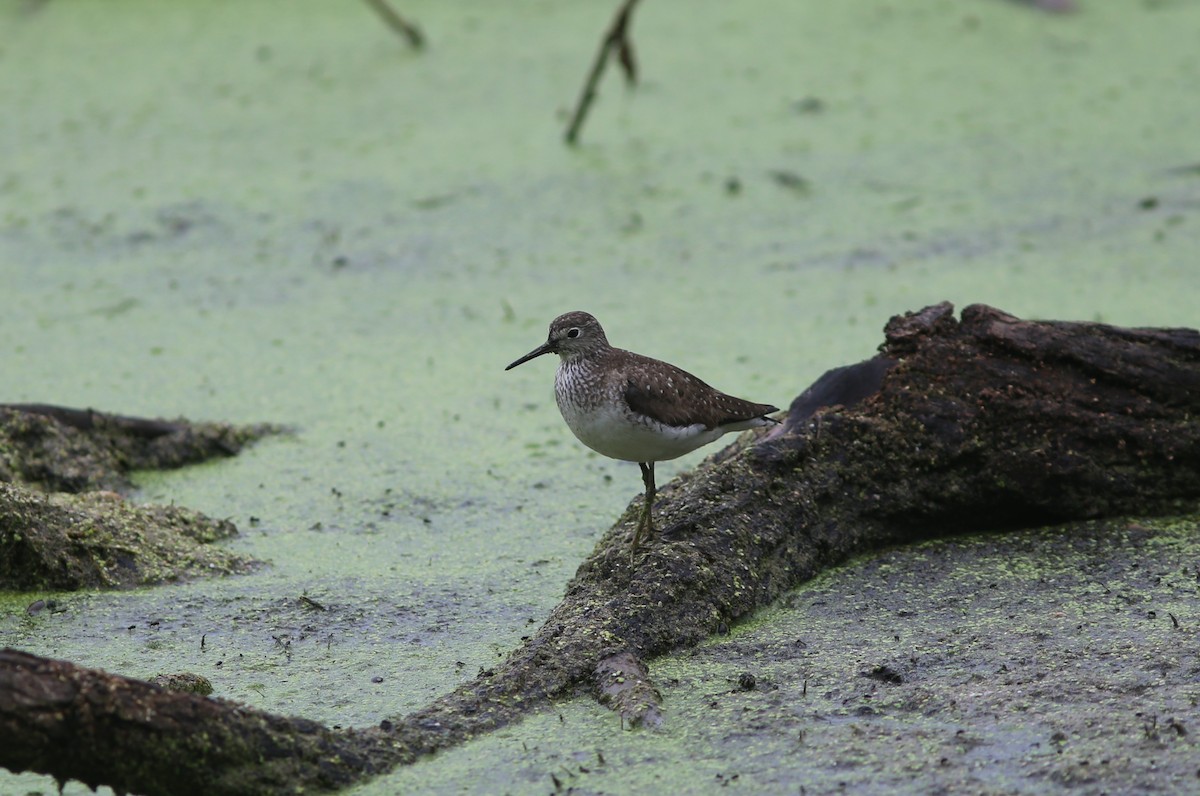 Solitary Sandpiper - ML481747631