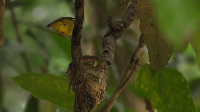 White-faced Robin - ML481748