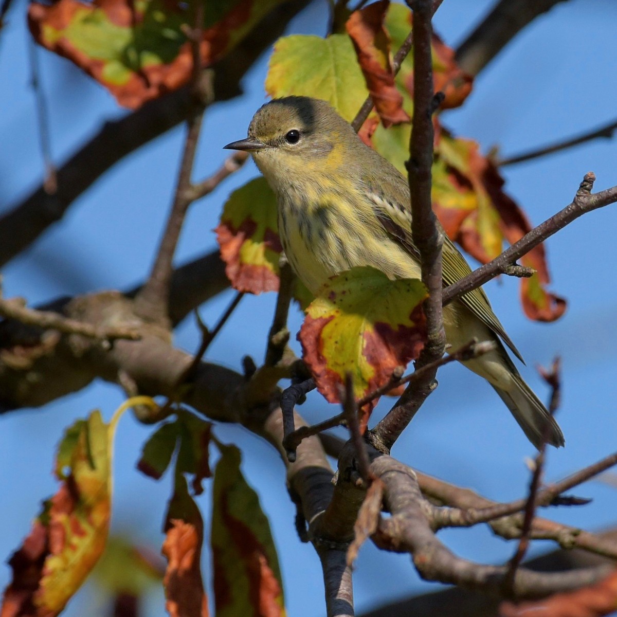 Cape May Warbler - ML481749431