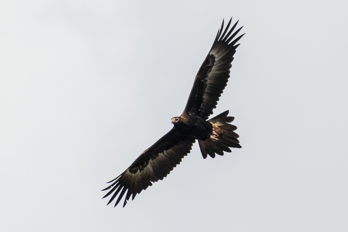 Wedge-tailed Eagle - Peter Stevens