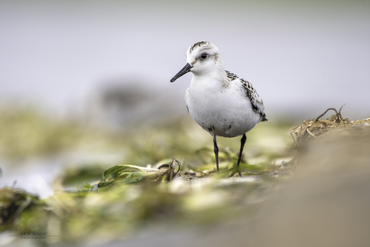 Sanderling - ML481749931