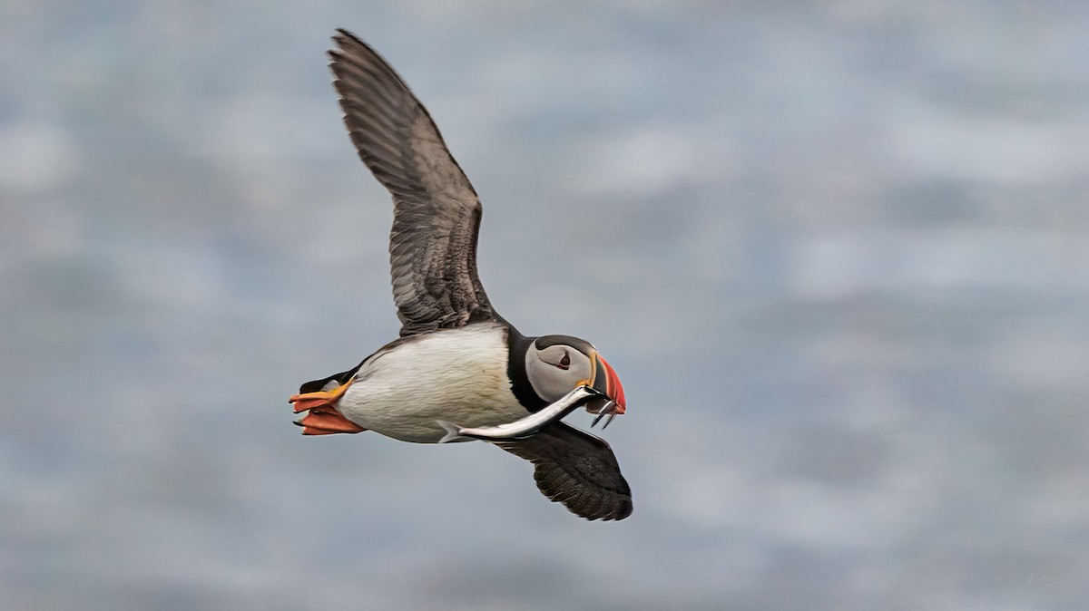 Atlantic Puffin - Steve Sadler