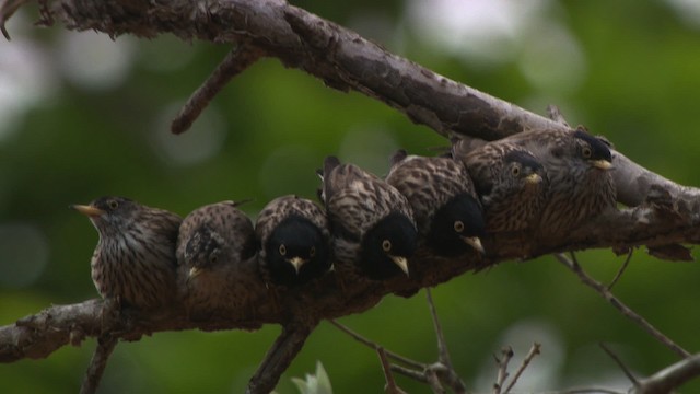 Varied Sittella (Striated) - ML481750
