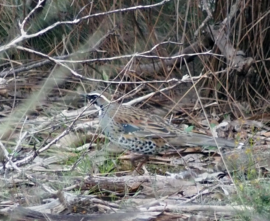 Spotted Quail-thrush - Steve Law