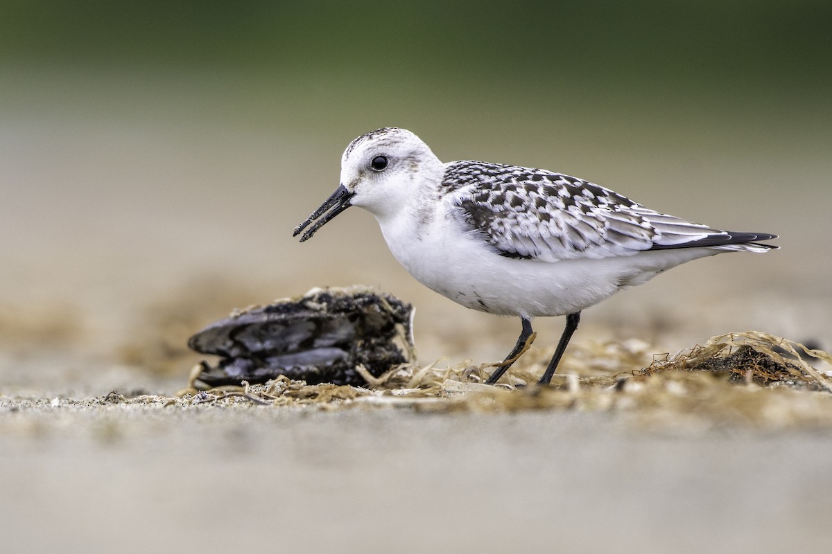 Sanderling - ML481750601