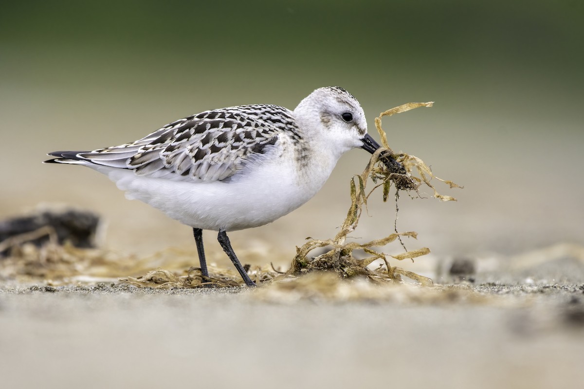 Sanderling - Matthew Bode