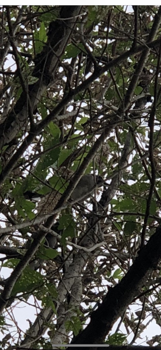 Gray Catbird - Charis Shure