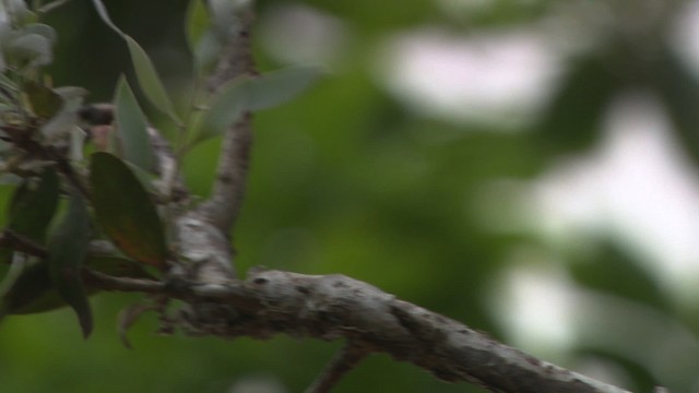 Varied Sittella (Striated) - ML481752