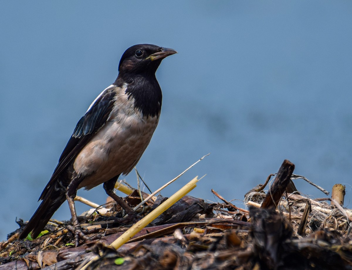 Rosy Starling - ML481752381