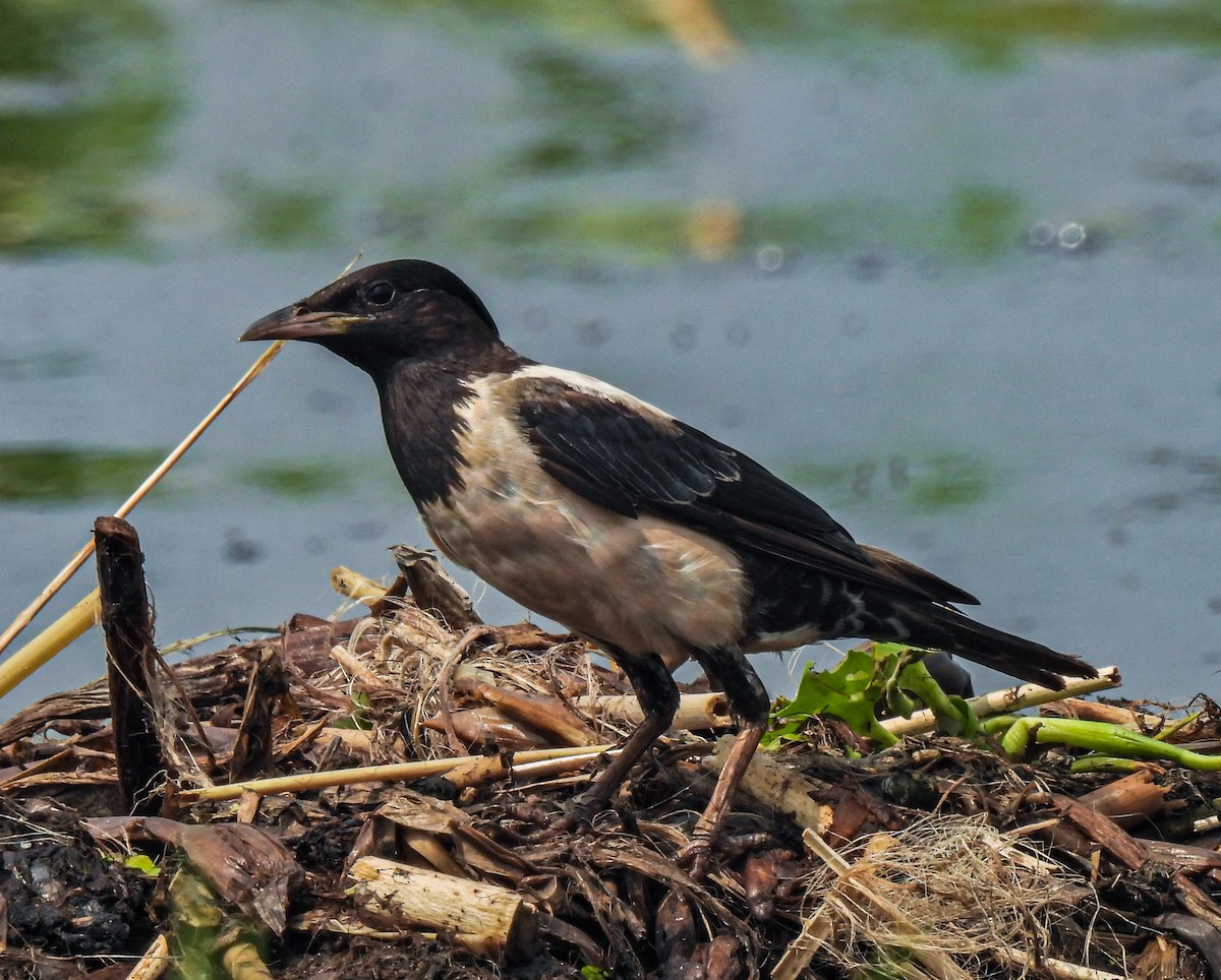 Rosy Starling - ML481752411