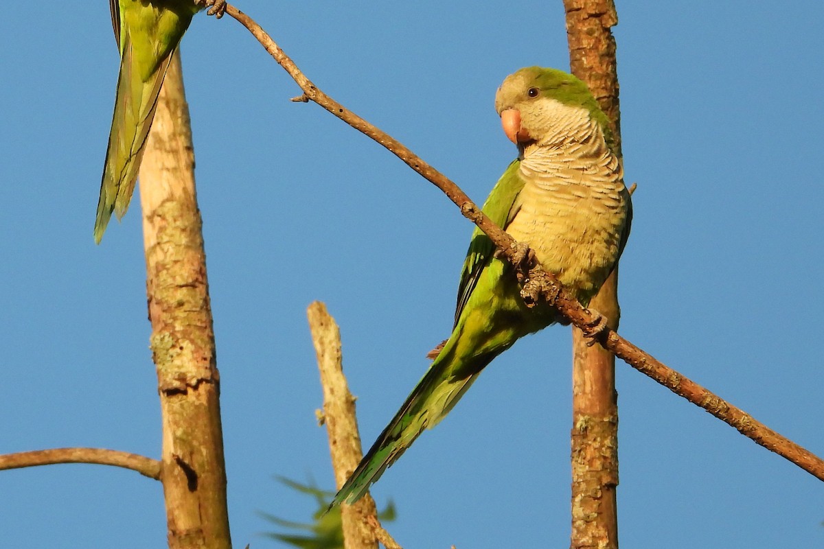 Monk Parakeet - Daniel Engelbrecht - Birding Ecotours