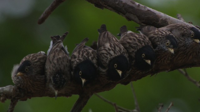 Varied Sittella (Striated) - ML481753