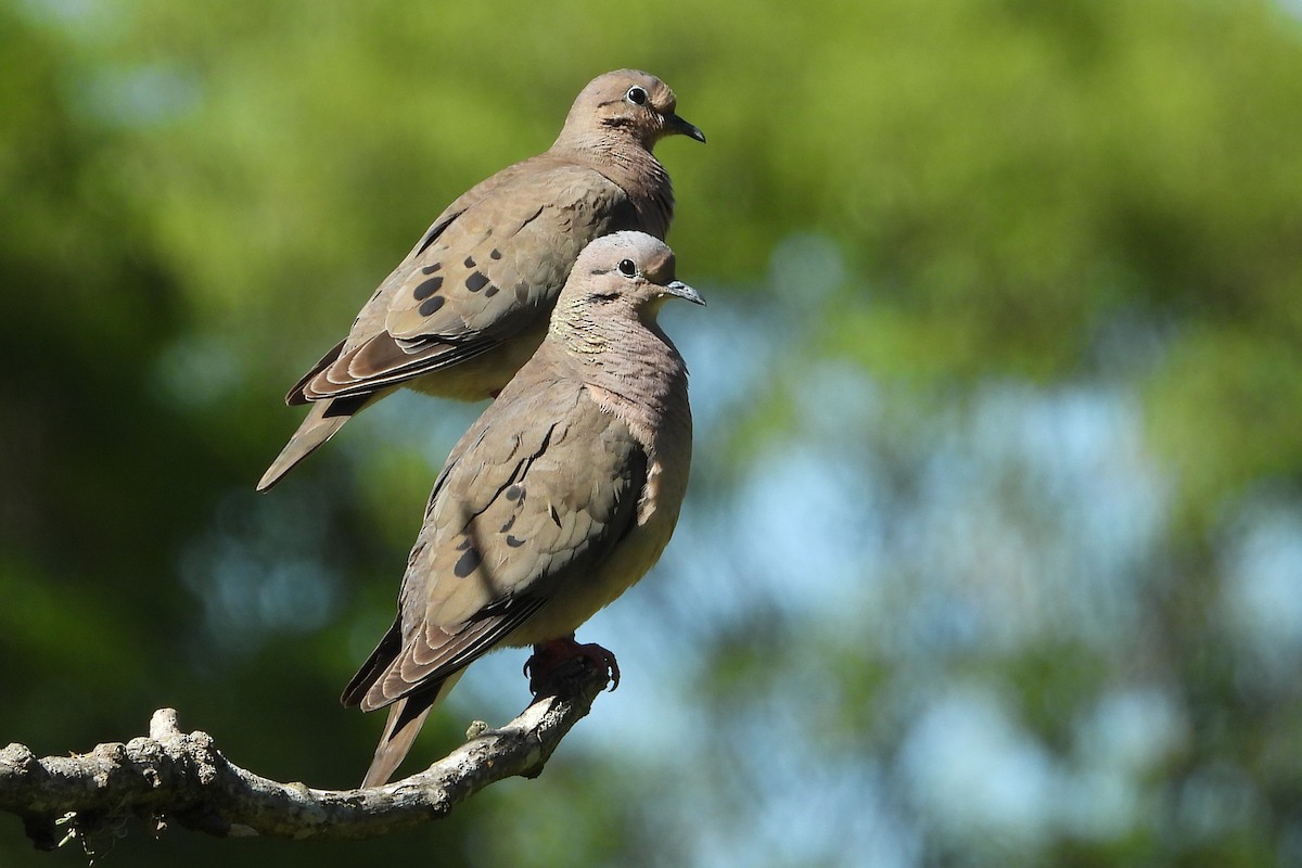 Eared Dove - ML481753371