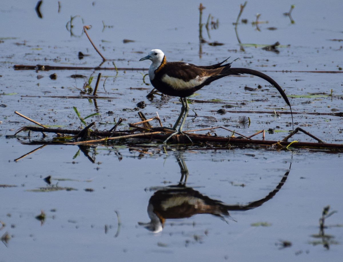 Pheasant-tailed Jacana - Sudipto Shome